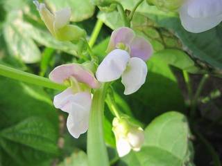 IMG_1305.jpg